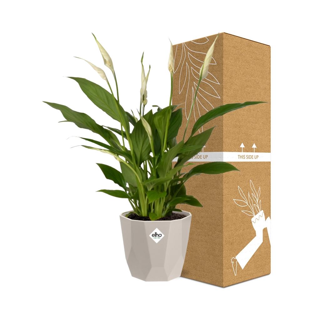 Spathiphyllum 12 cm Torelli in ELHO b.for rock 14 cm warm grey - Pflanzfix24