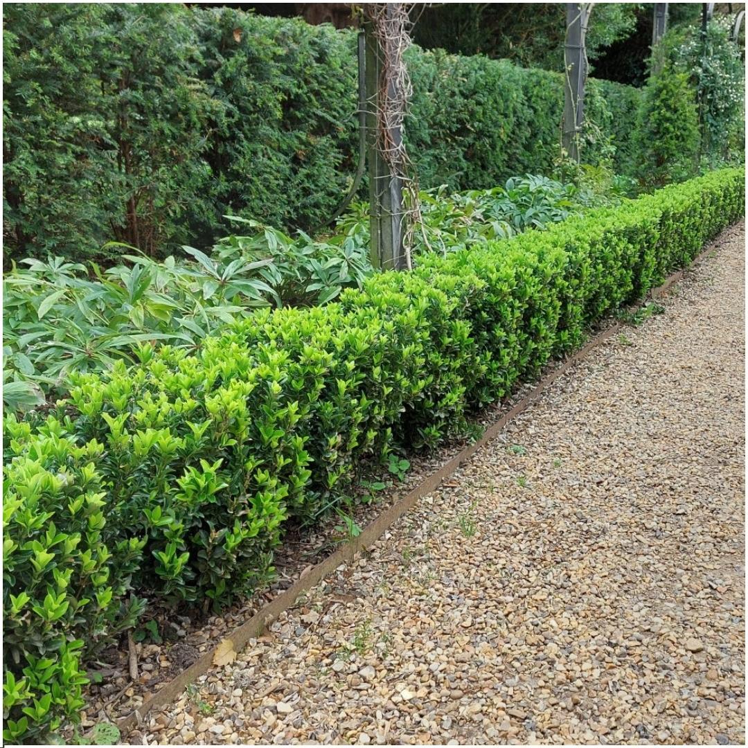 pflanzfix24 - 1 Meter Grüne Spindelstrauch Hecke