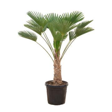 Trachycarpus wagnerianus 130cm – Winterharte Fächerpalme | Pflanzfix24.de - Pflanzfix24.de