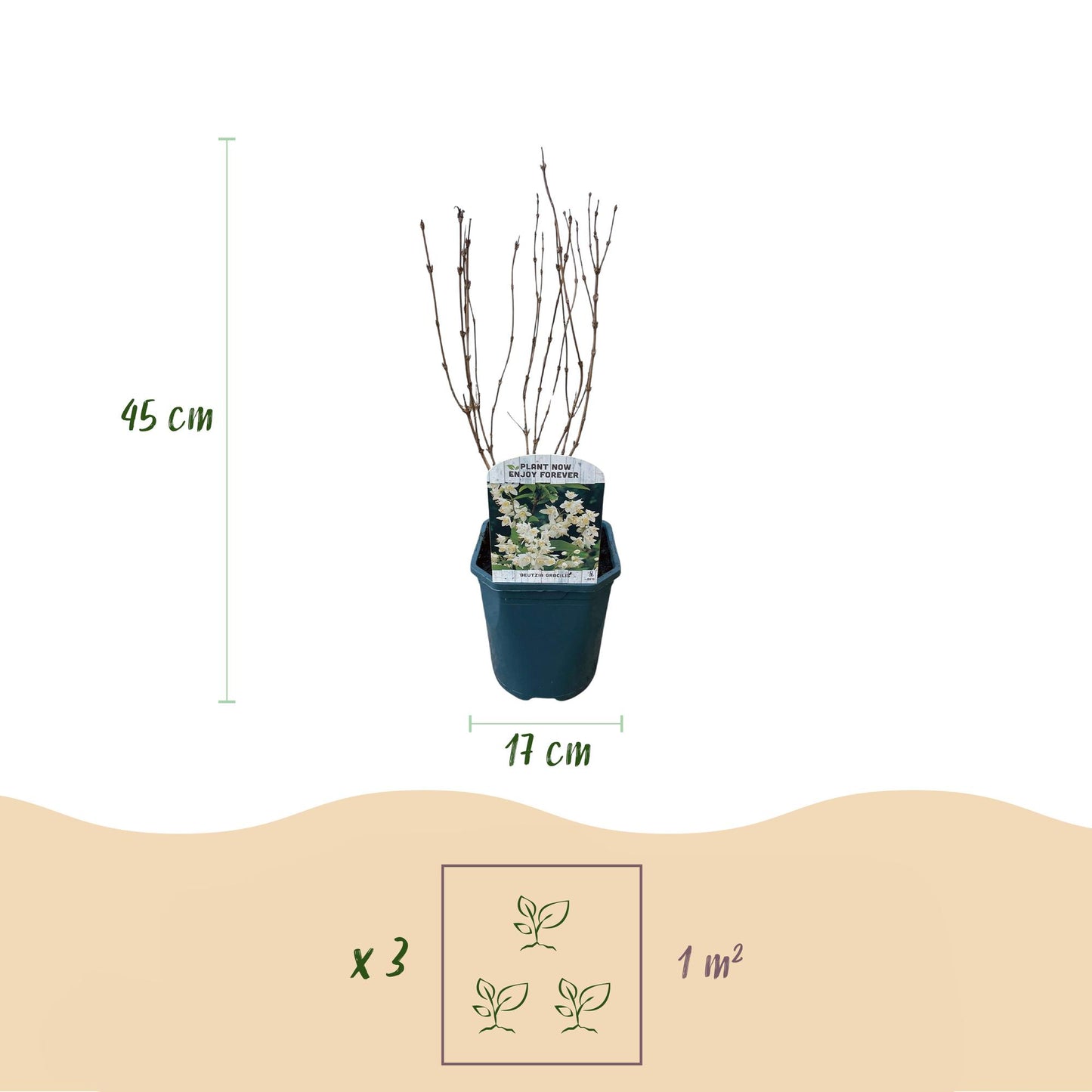 Pflanzfix24.de - Deutzia Gracilis - Blüte Weiß - 1 Pflanze - Topf 17cm - Pflanzfix24.de