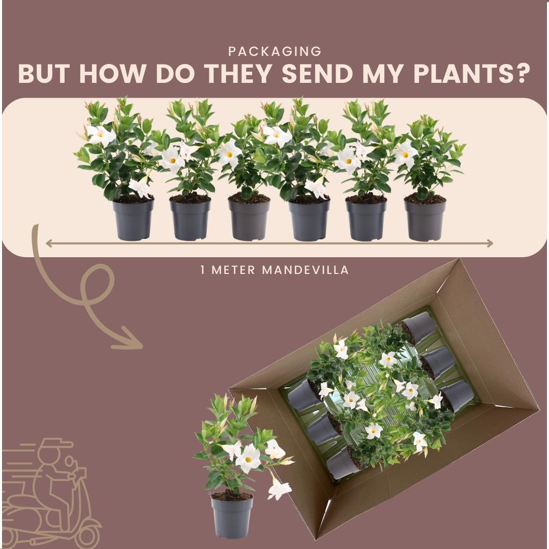 6 x Dipladenia white - Mandevilla white Ø12 cm - ↕25 cm bei Pflanzfix24