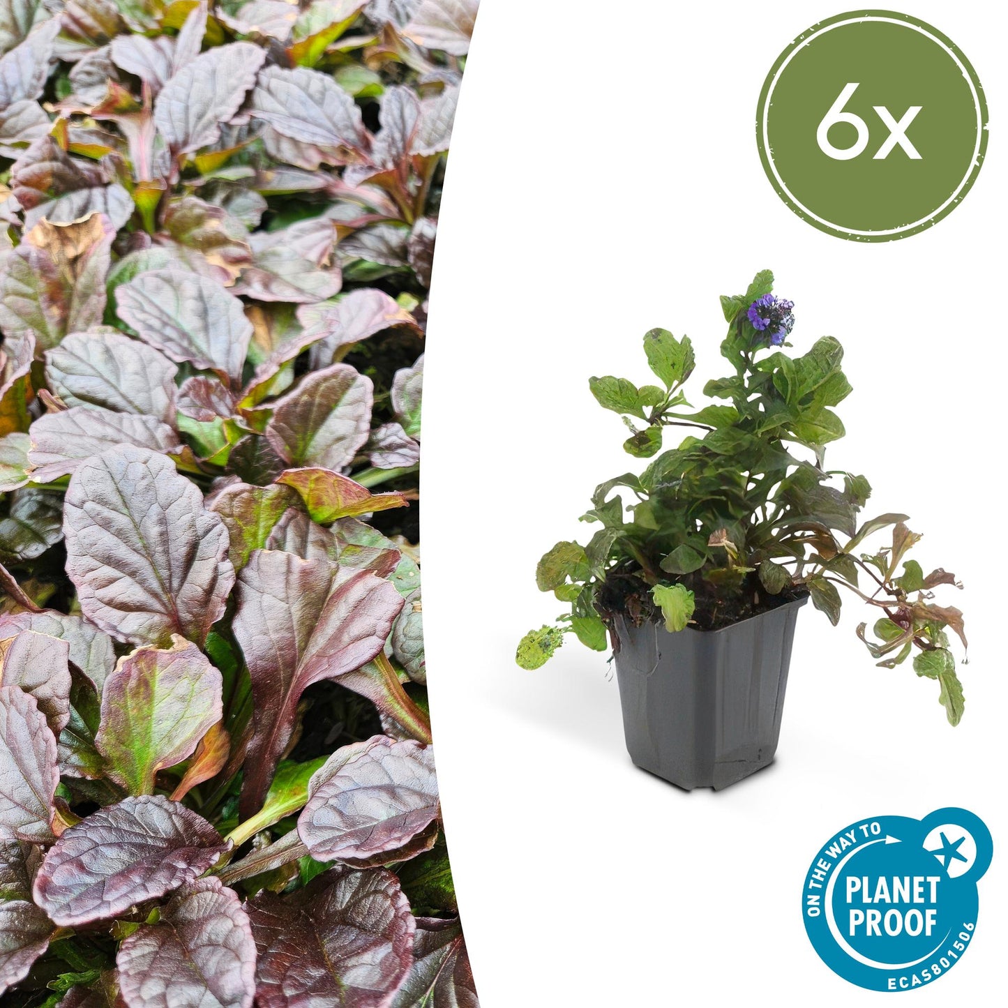 6x Ajuga reptans - ↕10-25cm - Ø9cm Pflanzfix24