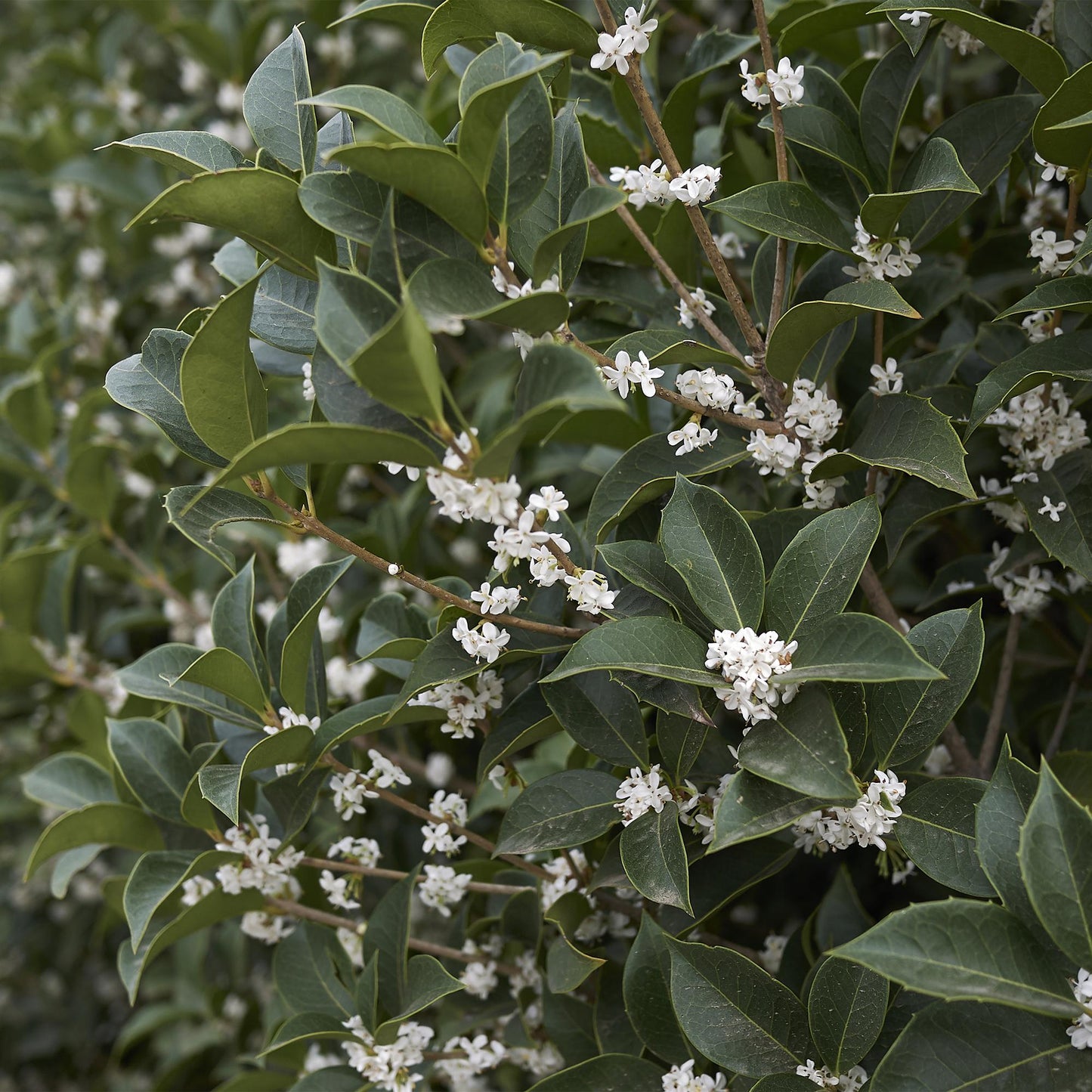 Pflanzfix24 - Osmanthus burkwoodii Heckenpflanzen - 8 Pflanzen - 1m - immergrün