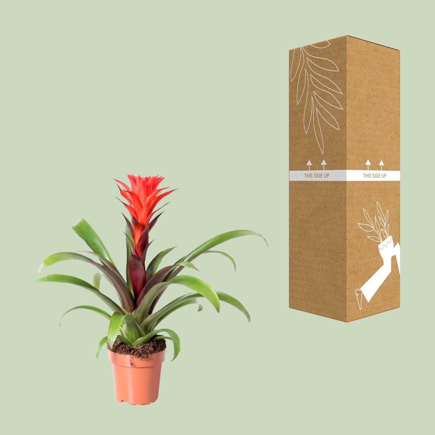 Guzmania Rockyflower Hope - Ø12cm - ↕43cm - Pflanzfix24
