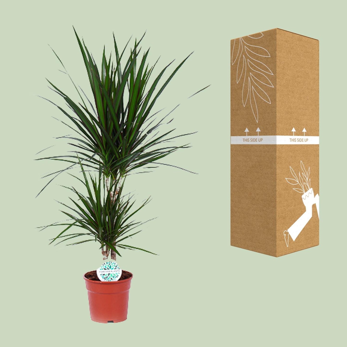 Dracaena Marginata - Ø17cm - pflanzfix24