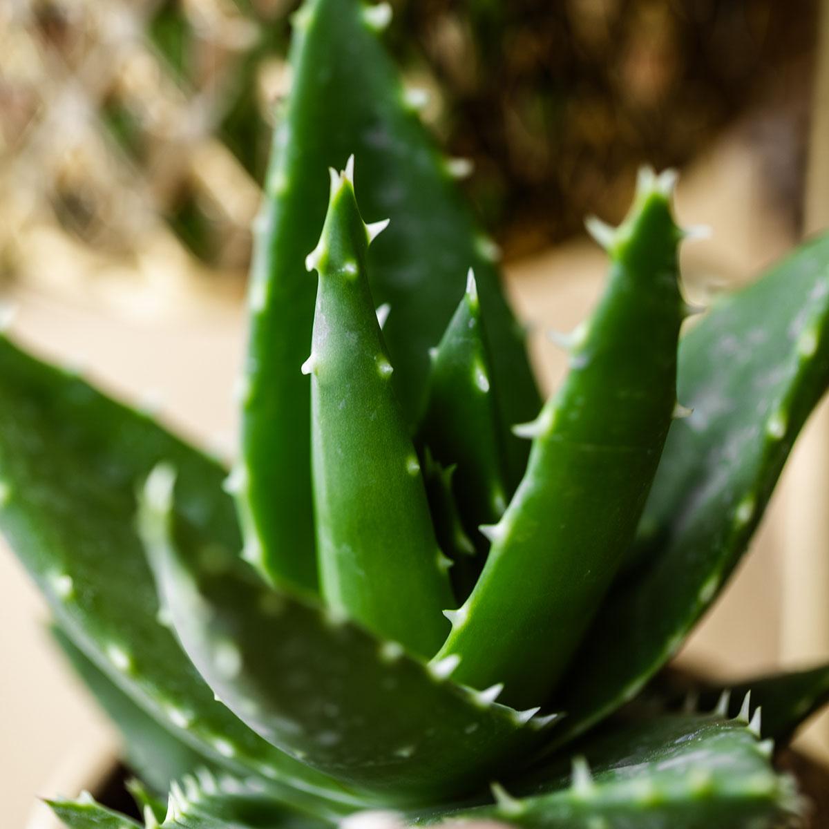 Aloe Brevifolia Ø9 cm – Pflanzfix24.de - Pflanzfix24.de