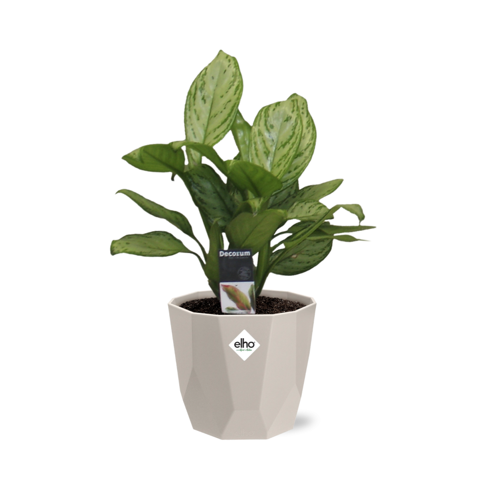 Aglaonema Christina in ELHO b.for rock 14 cm warm grey - Pflanzfix24