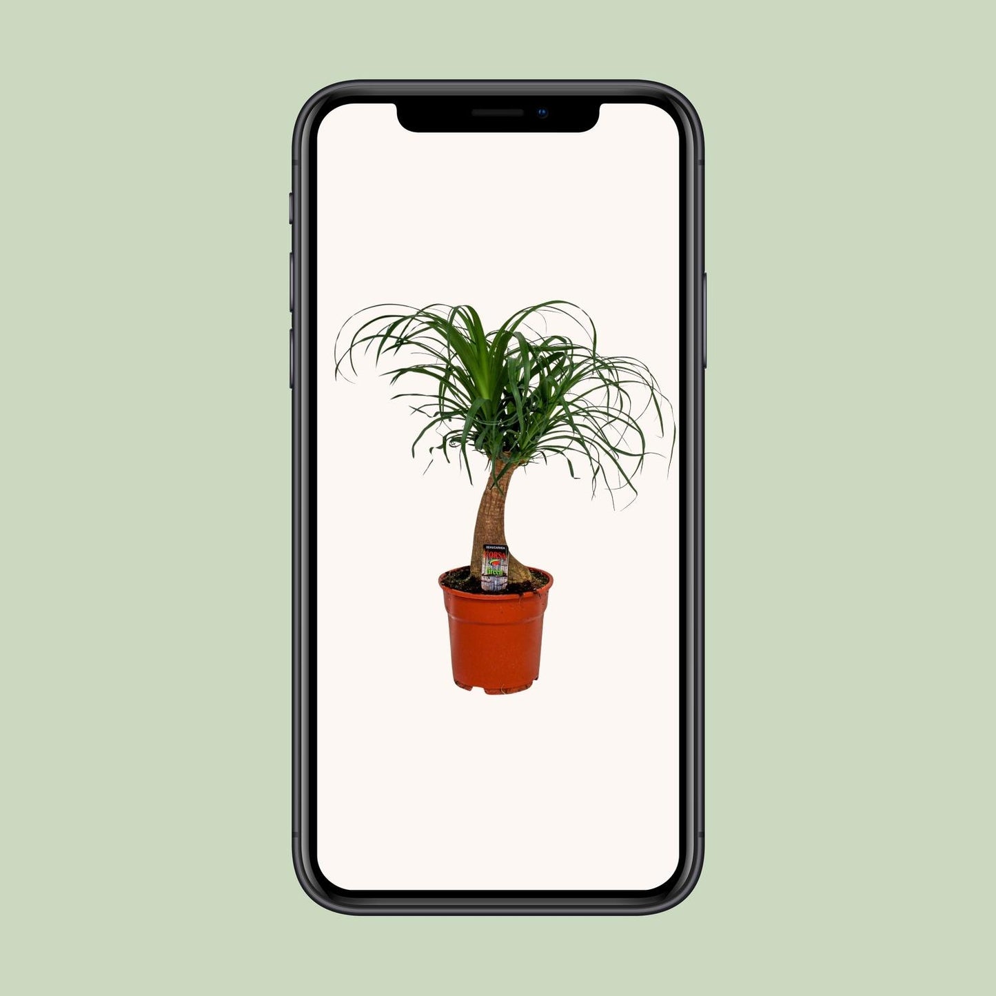 Beaucarnea Recurvata - Ø17cm - ↕55cm - Pflanzfix24