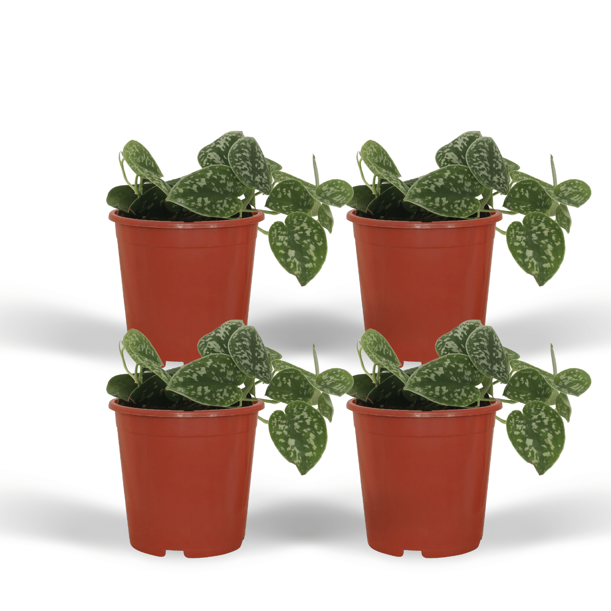 4x Scindapsus Pictus - Epipremnum - 5cm - ø12 bei Pflanzfix24.de - Pflanzfix24.de