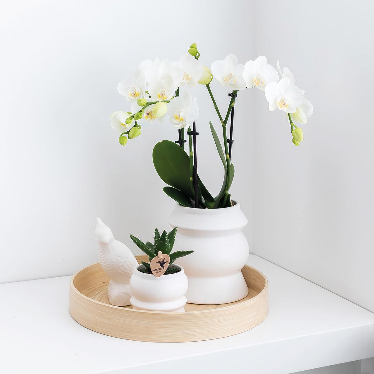 Überraschungsbox 4 Orchideen Einfarbig Ø9 cm | Kolibri & Pflanzfix24.de - Pflanzfix24.de