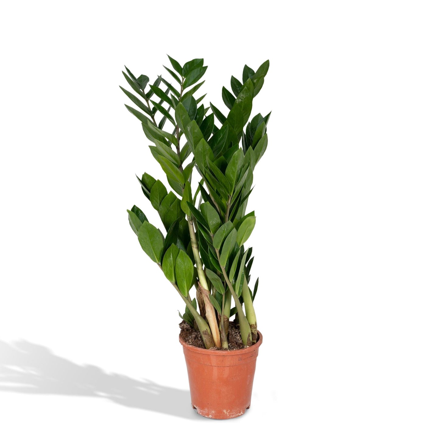 Zamioculcas Zamiifolia Ø17cm, 70cm – Grüne Zimmerpflanze | Pflanzfix24.de - Pflanzfix24.de