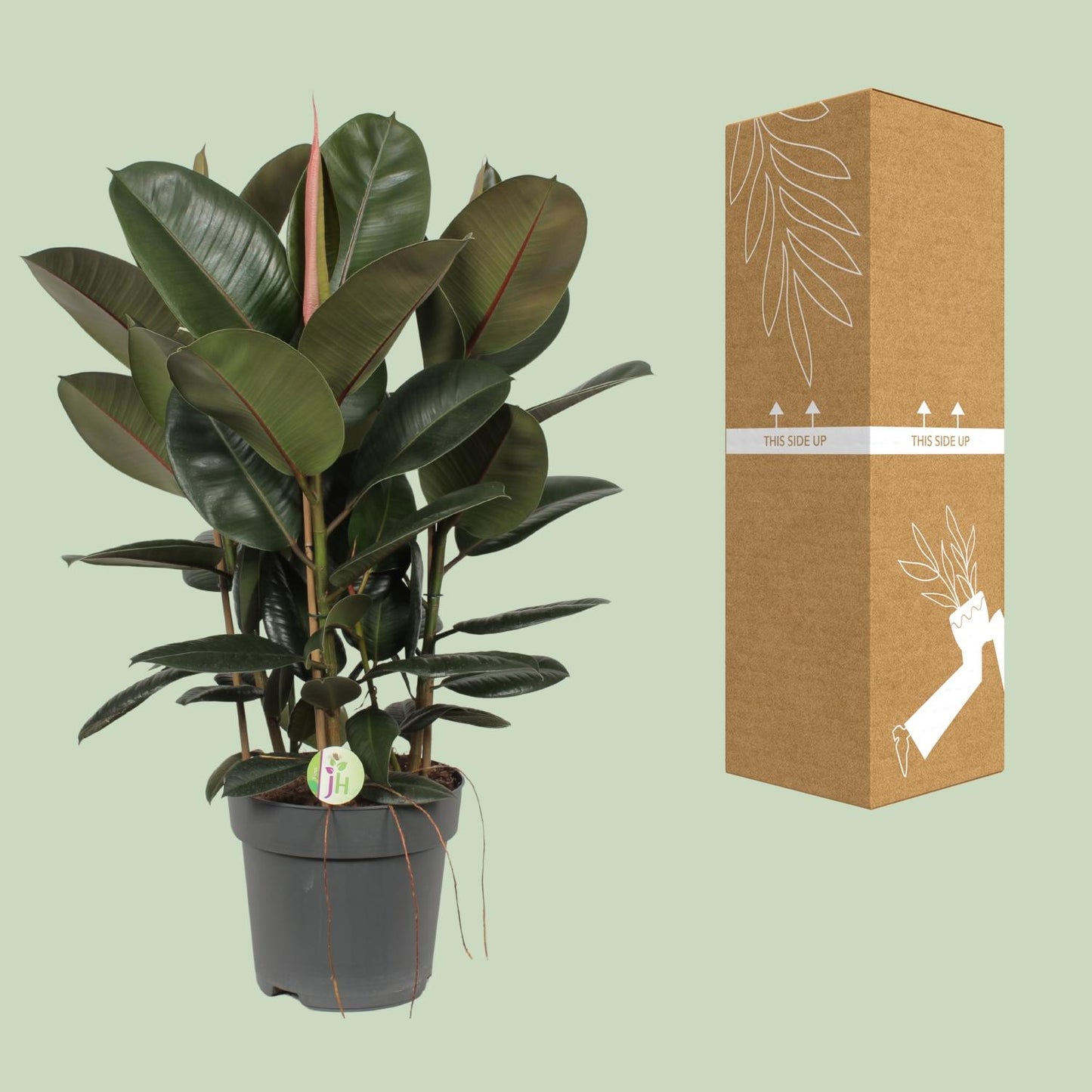 Ficus Robusta - Ø27cm - ↕90cm - Pflanzfix24.de - Pflanzfix24.de