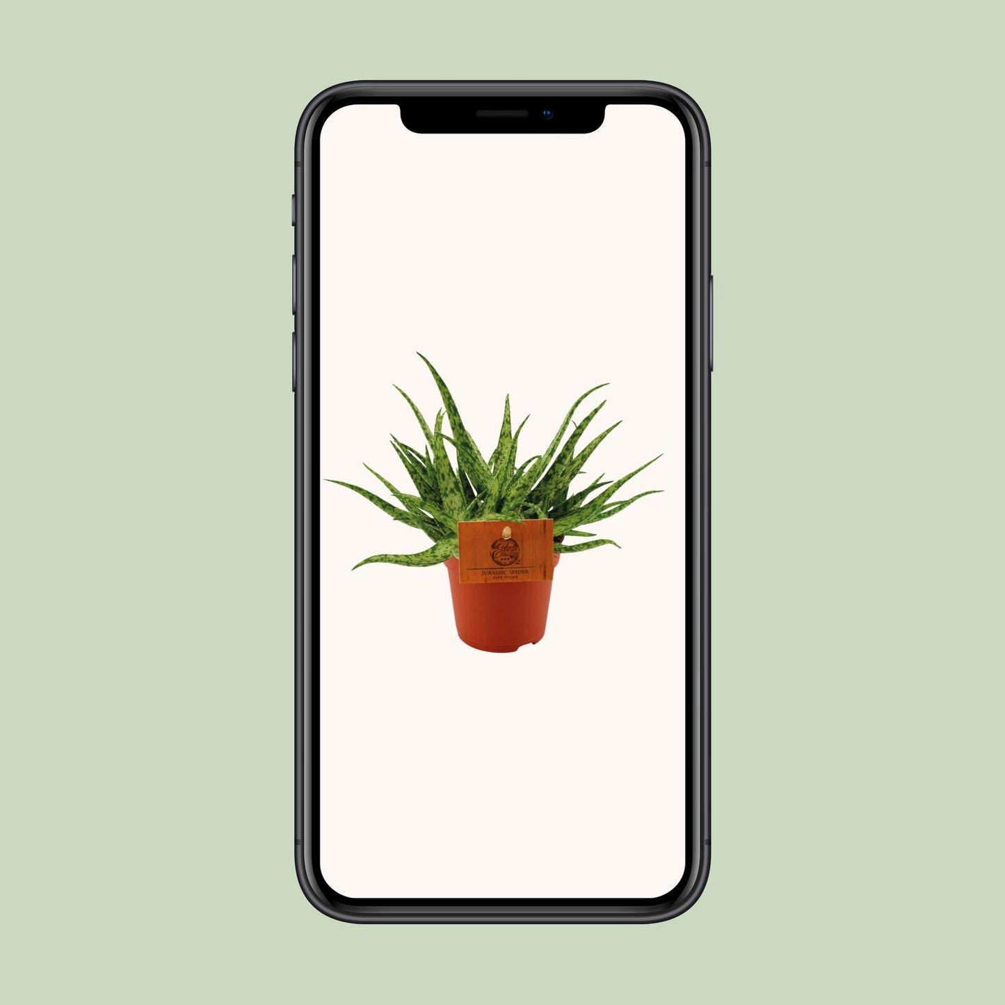 Aloe Spider - Ø10,5 ↕15 bei Pflanzfix24.de - Pflanzfix24.de
