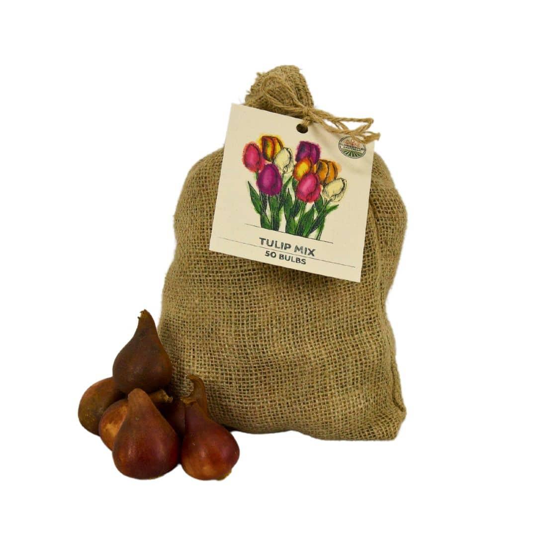 Pflanzfix24 - Flowerbulbs Amsterdam - Medium Tulip Mix - 50 Blumenzwiebeln für 1 m² Blumenpracht