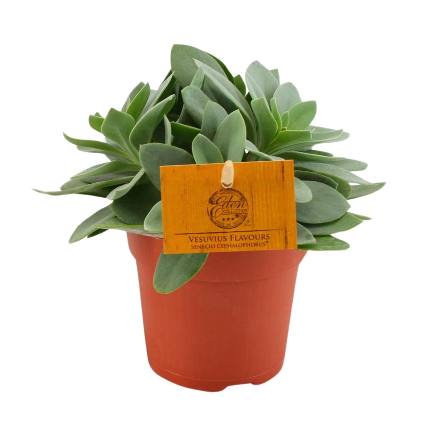 Senecio Cephalophorus - Ø10,5Senecio Cephalophorus 'Ruby Slippers' | Pflanzfix24.decm - ↕15cm - Pflanzfix24.de