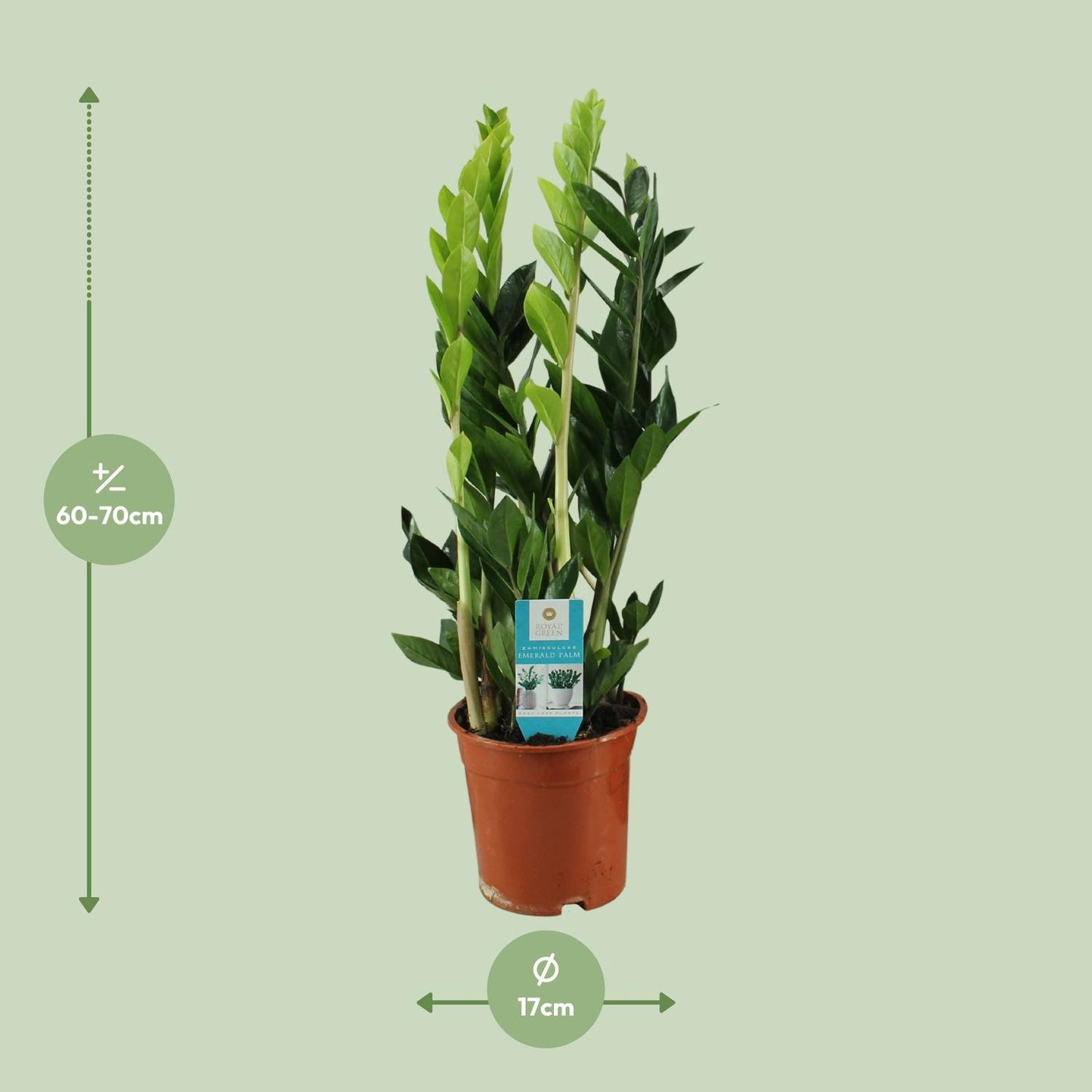 Zamioculcas Zamiifolia Ø17cm | Pflegeleicht | Pflanzfix24