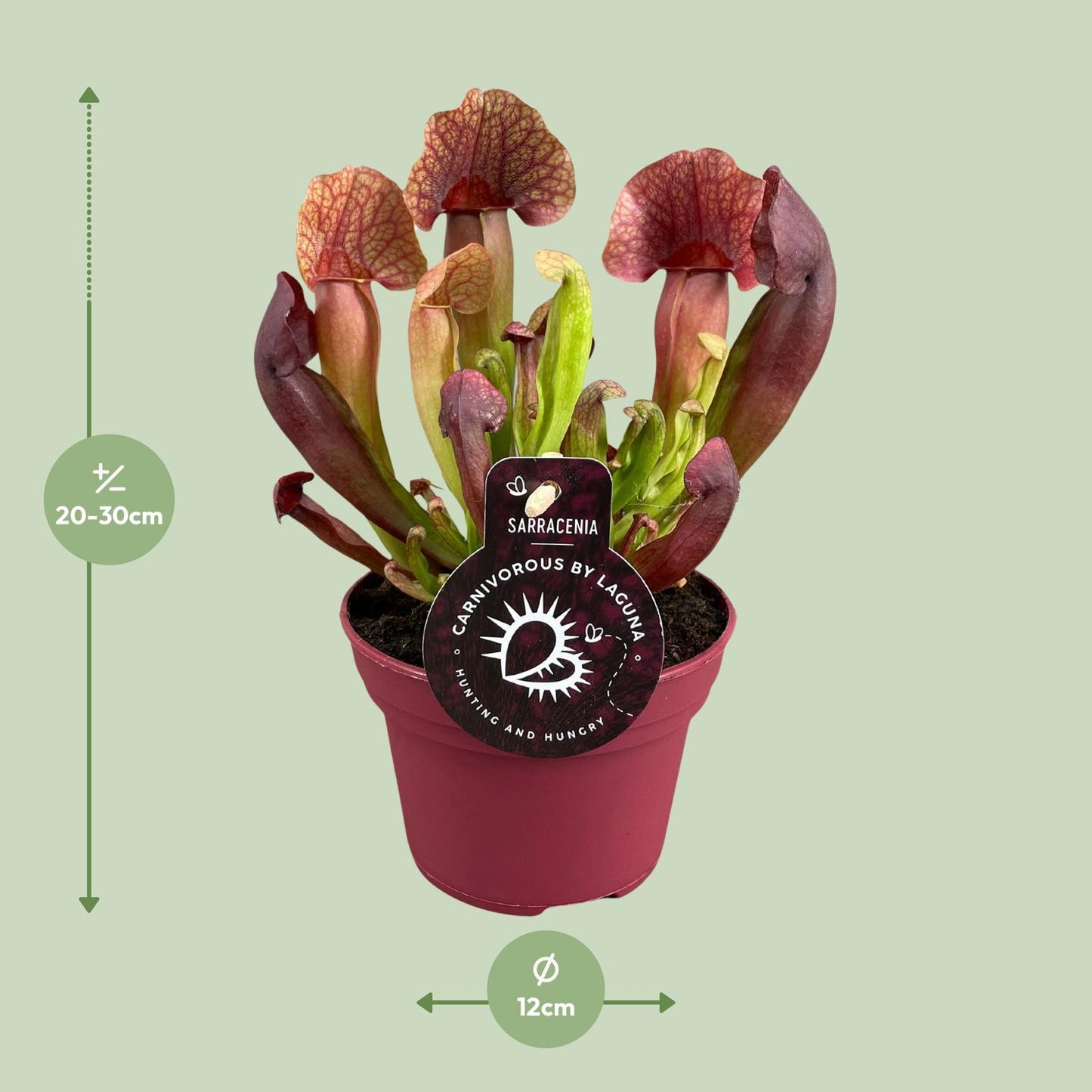 Sarracenia Catesbaei – Fleischfressende Pflanze – Pflanzfix24.de - Pflanzfix24.de
