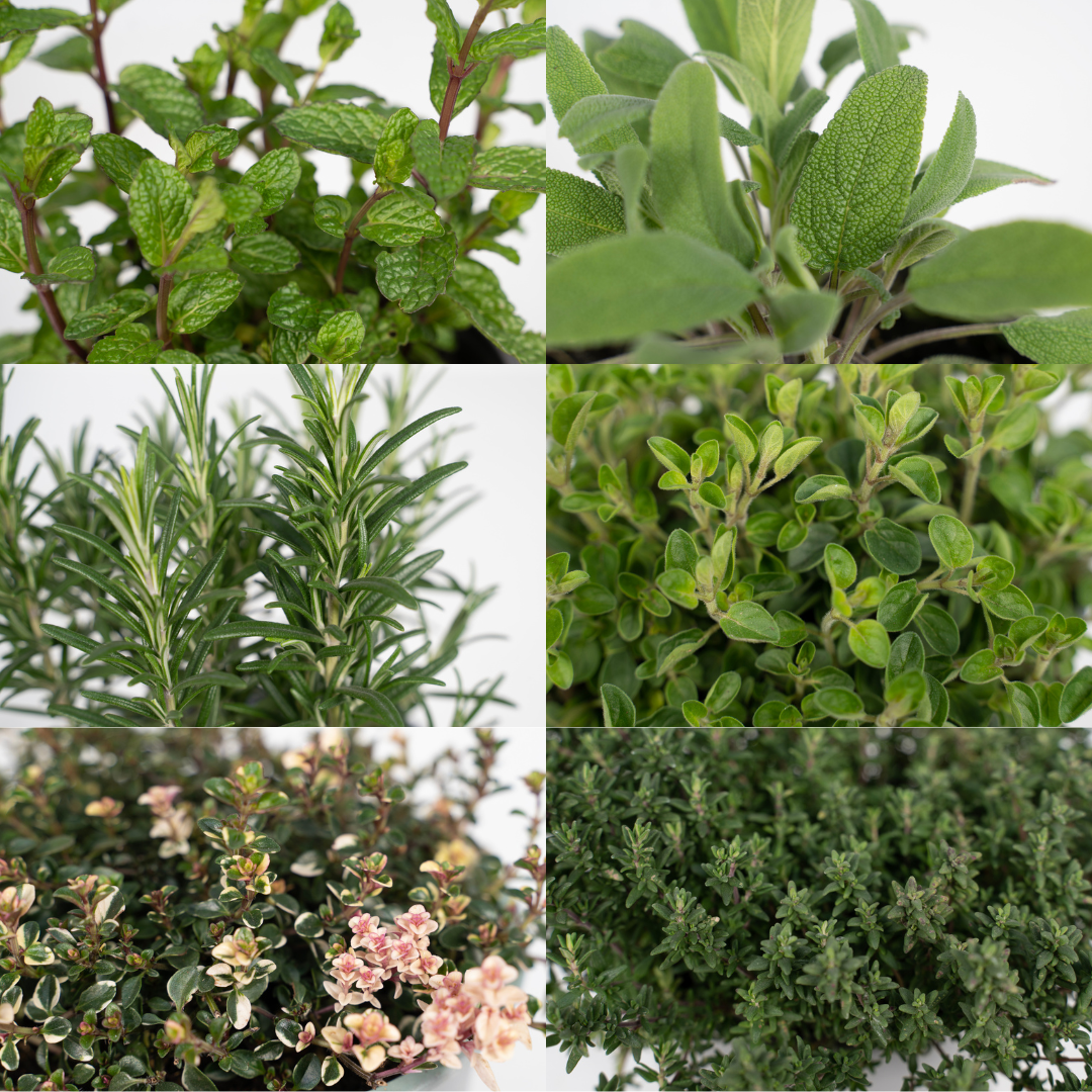 Gartenkräutermischung 4er Set Ø14cm – Frische Kräuter | Pflanzfix24.de - Pflanzfix24.de