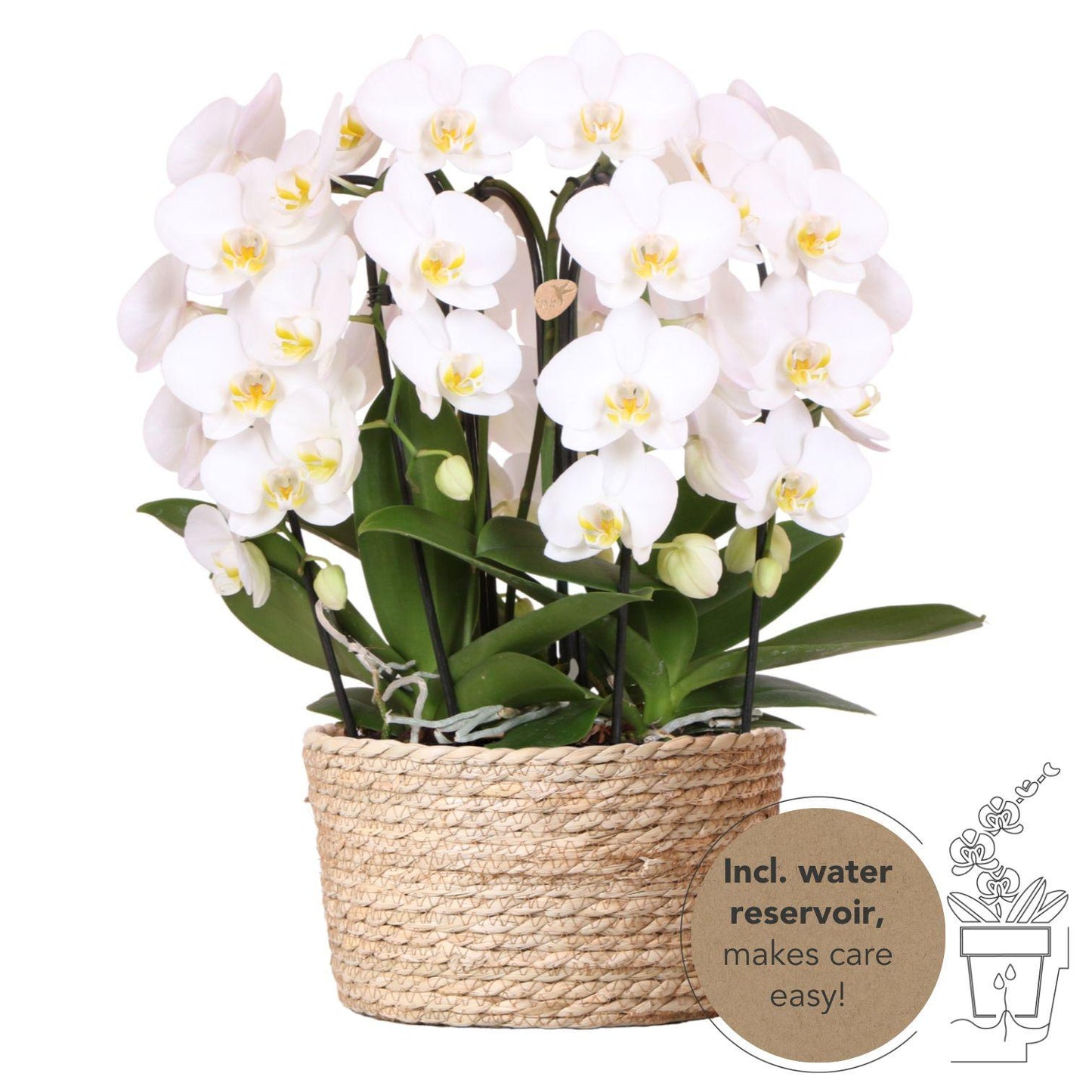 Kolibri Orchideen Niagara Fall Weiß Schilfkorb 12cm mit Wassertank – Pflanzfix24.de - Pflanzfix24.de