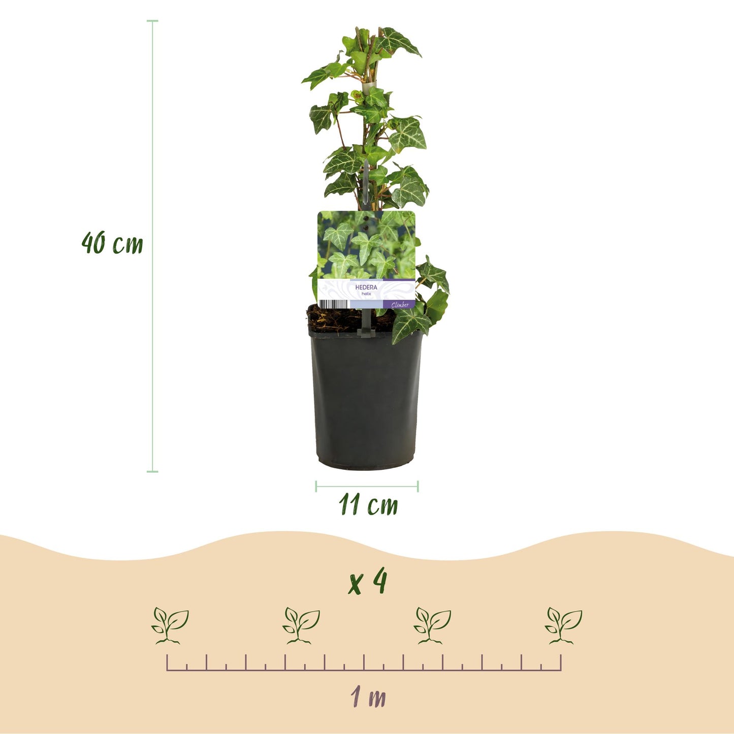 GreenboutiQ - Kletterpflanze - Hedera helix - Blätter grün - Immergrün - 2 Pflanzen - Topf 11cm Höhe 40cm - Pflanzfix24.de - Pflanzfix24.de