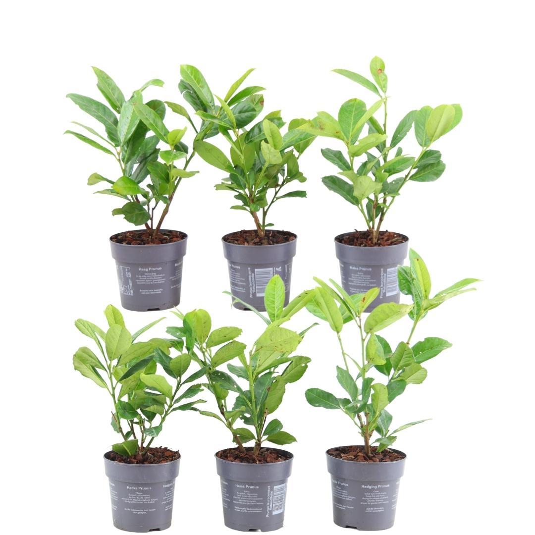 Pflanzfix24 - 1m Kirschlorbeer Hecke - Prunus laurocerasus 'Rotundifolia'