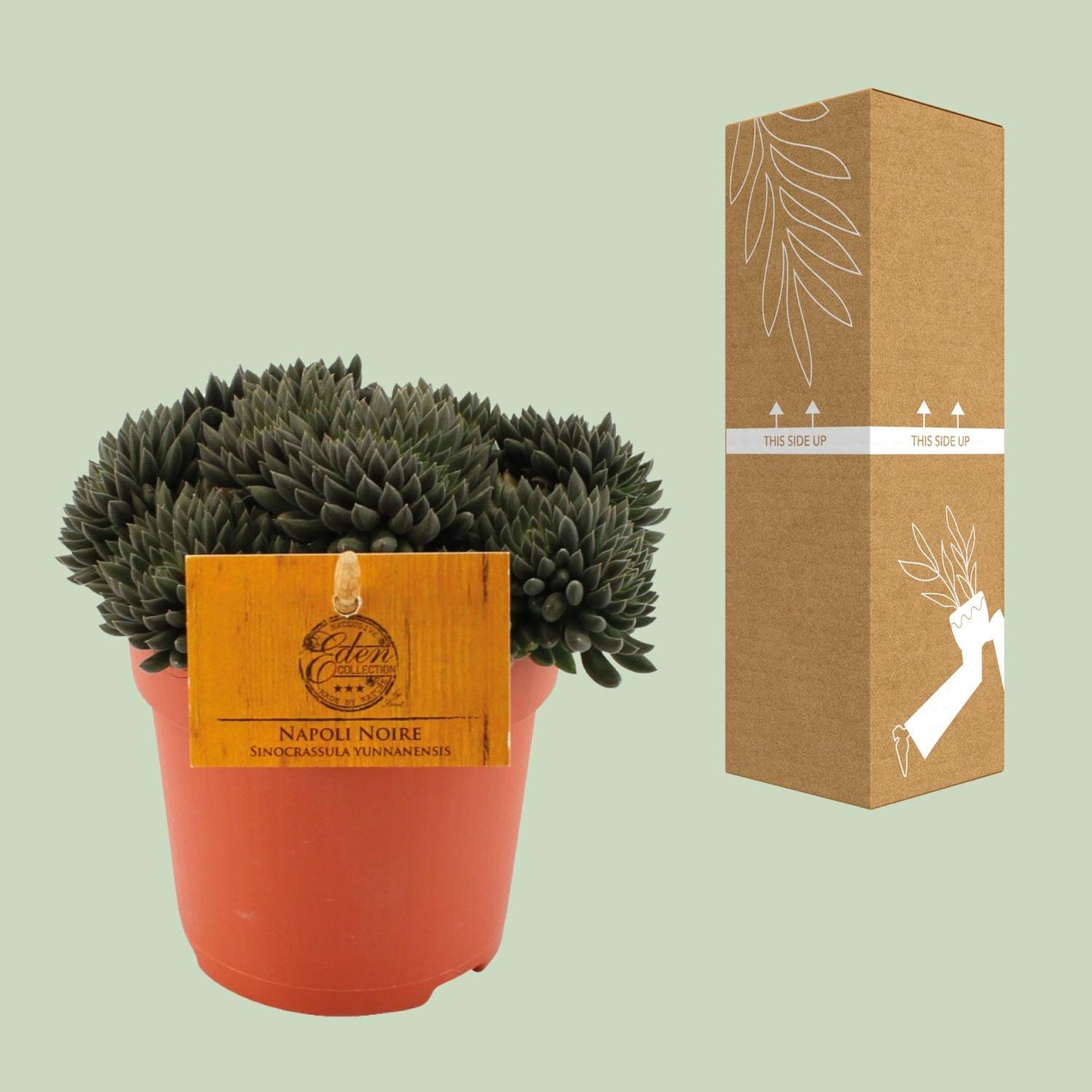 Sinocrassula Yunnanensis - Ø10,5 ↕15 - Pflanzfix24
