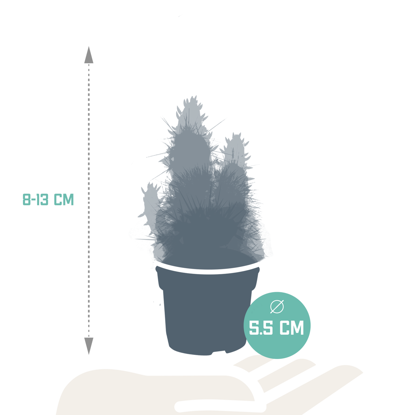 Cactus en vetplanten Mischung 5,5 cm | 15 stück - zonder pot bei Pflanzfix24.de - Pflanzfix24.de