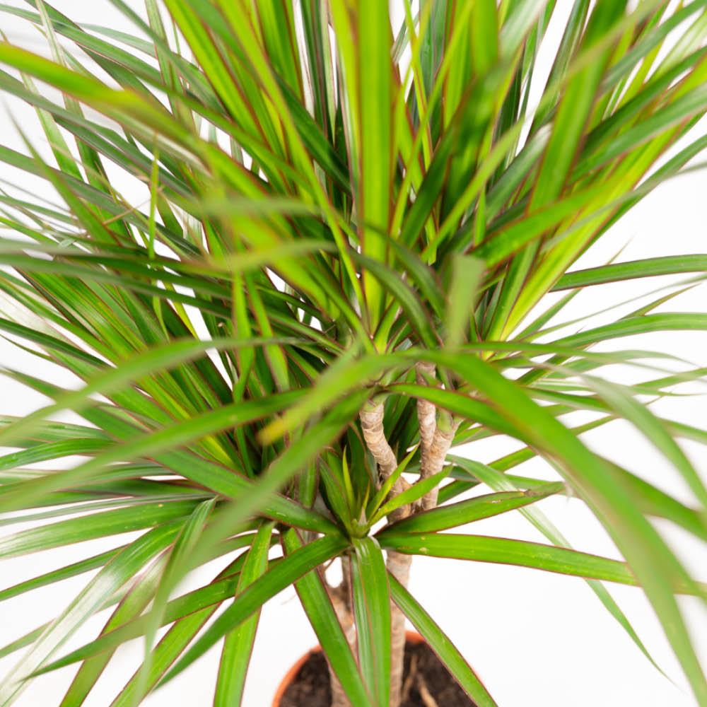 Dracaena 120cm + 70cm Set - Pflanzfix24.de - Pflanzfix24.de