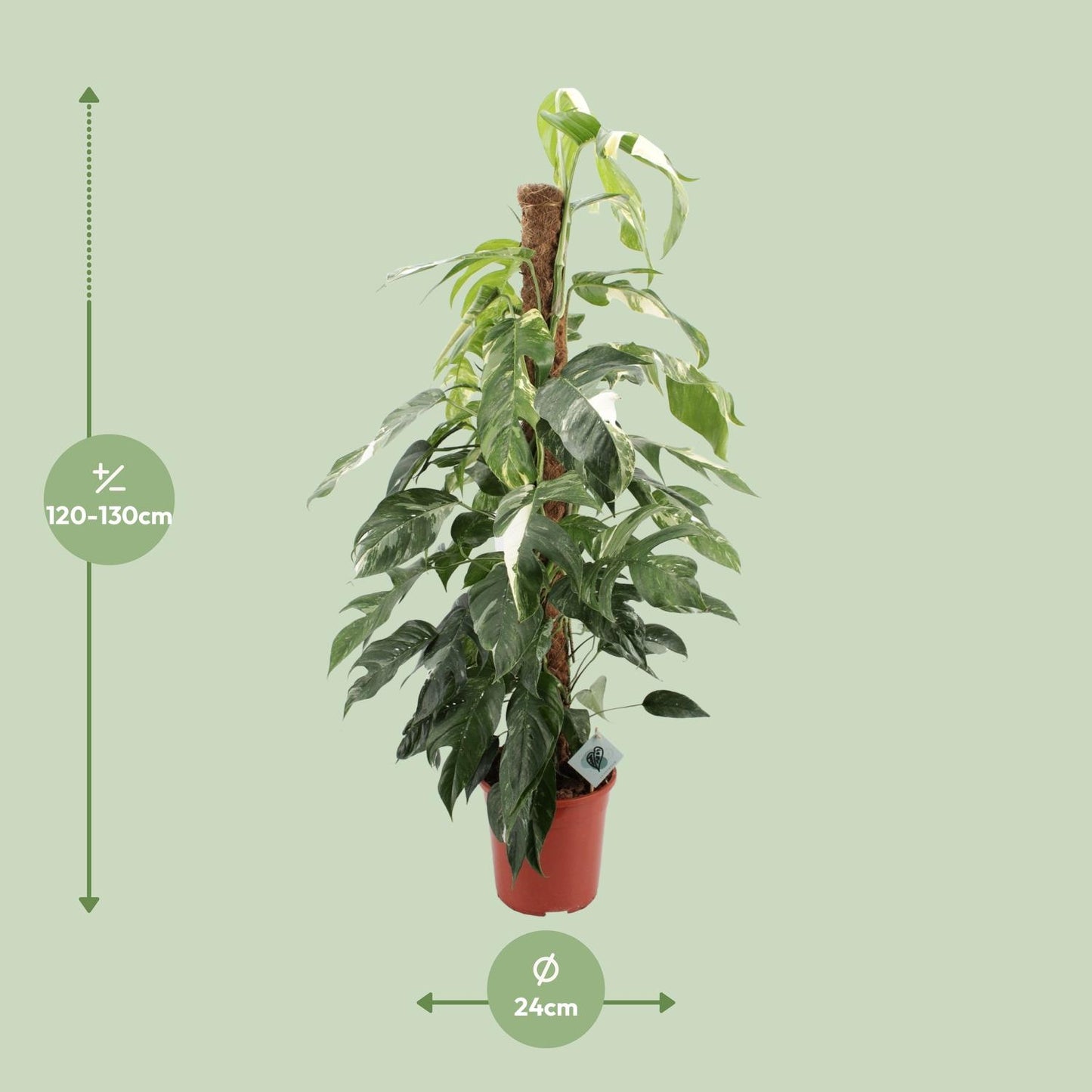 Epipremnum Pinnatum Albo Variegata - Ø24cm - Pflanzfix24.de - Pflanzfix24.de