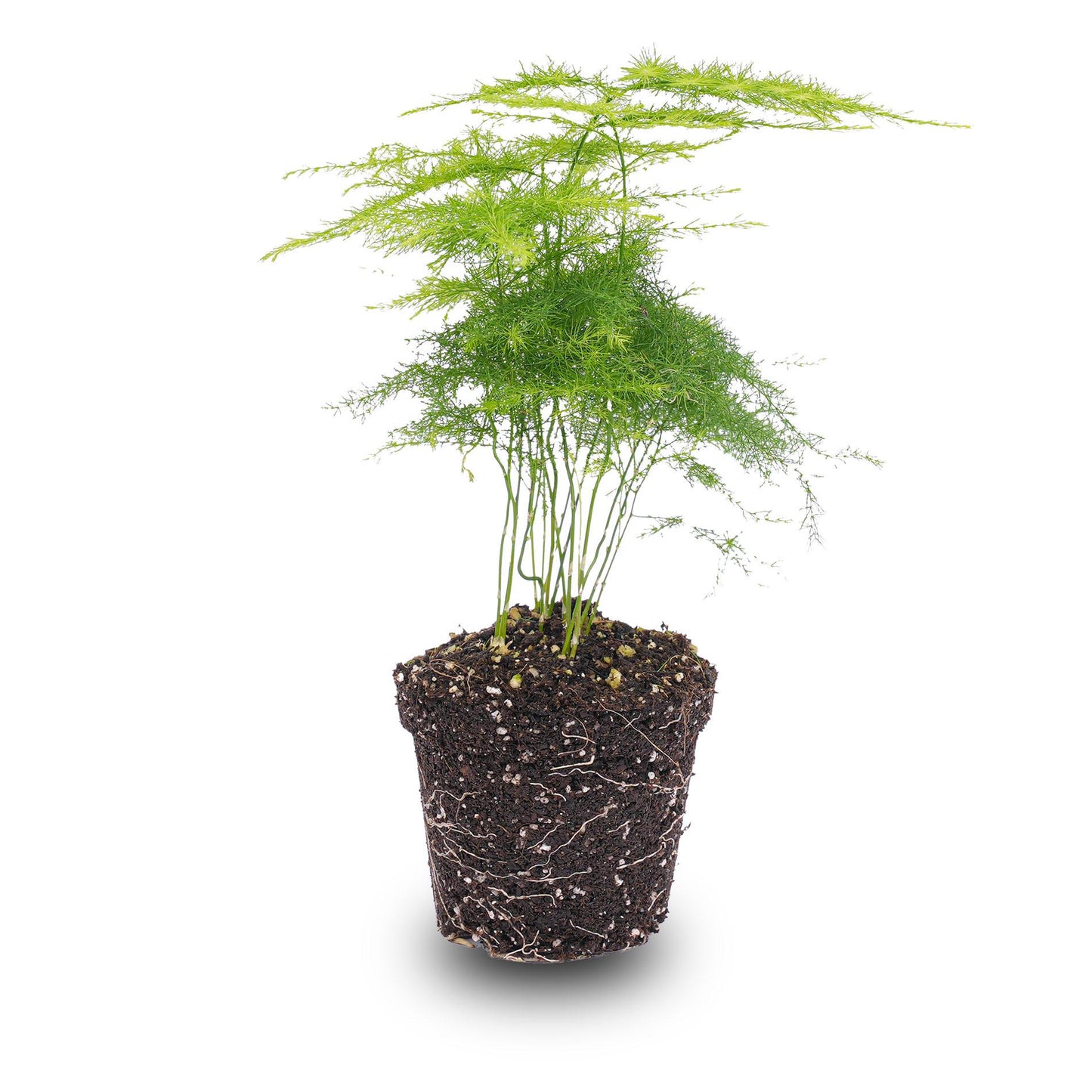Asparagus Setaceuse Plumosus – Sierasperge - Terrarium plant - Potmaat 6 - Pflanzfix24.de - Pflanzfix24.de