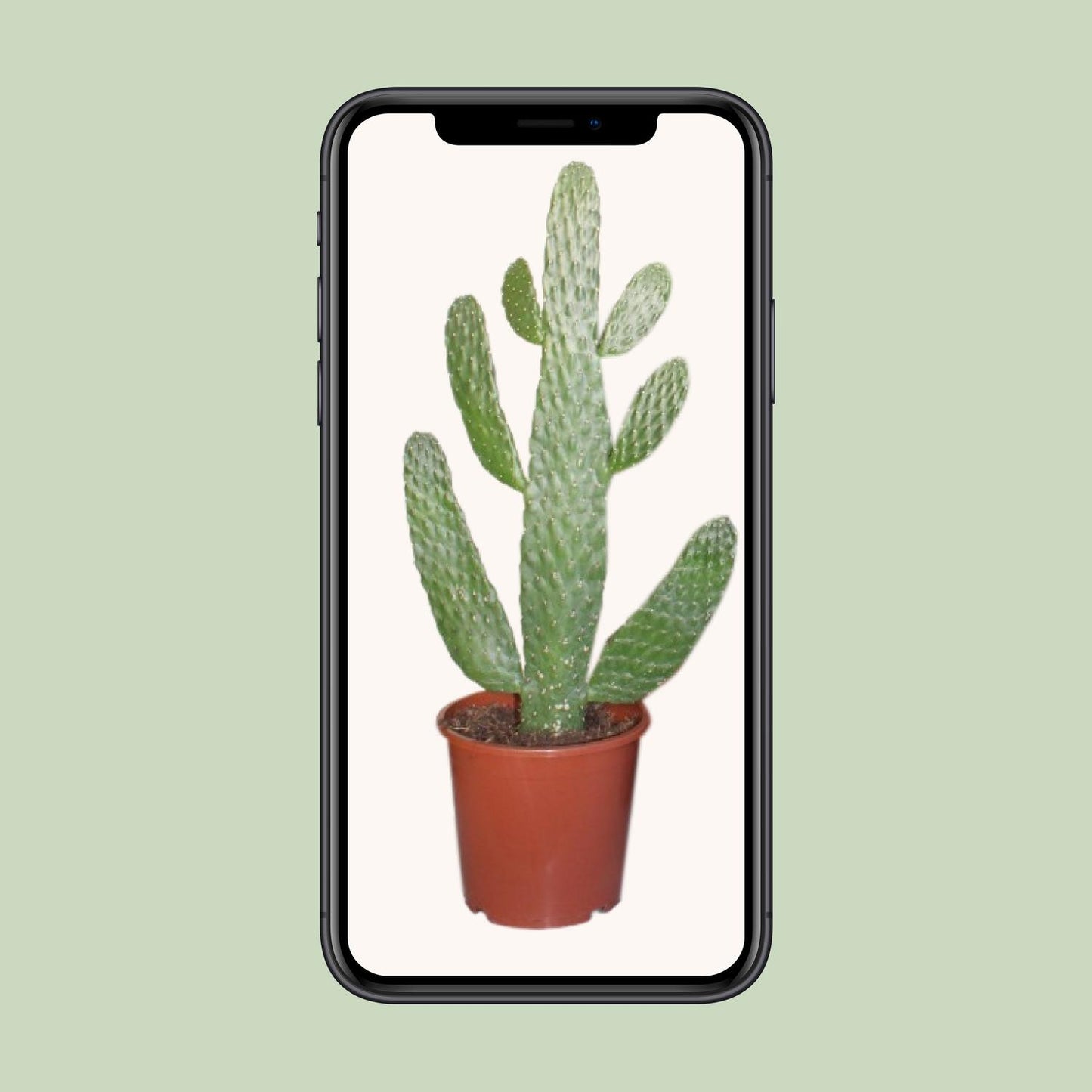 Opuntia Consolea Ø17cm | Kaktus 55cm bei Pflanzfix24