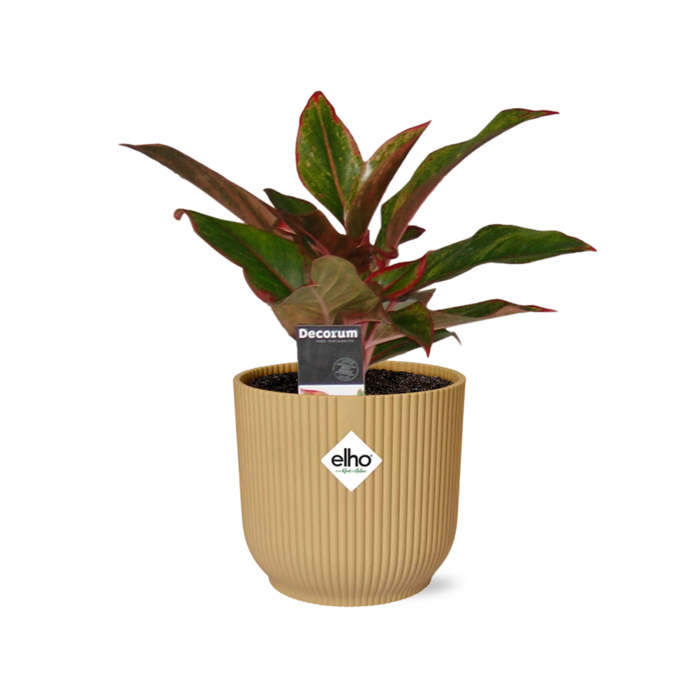Aglaonema Crete in ELHO Vibes Fold 14cm geel - Pflanzfix24