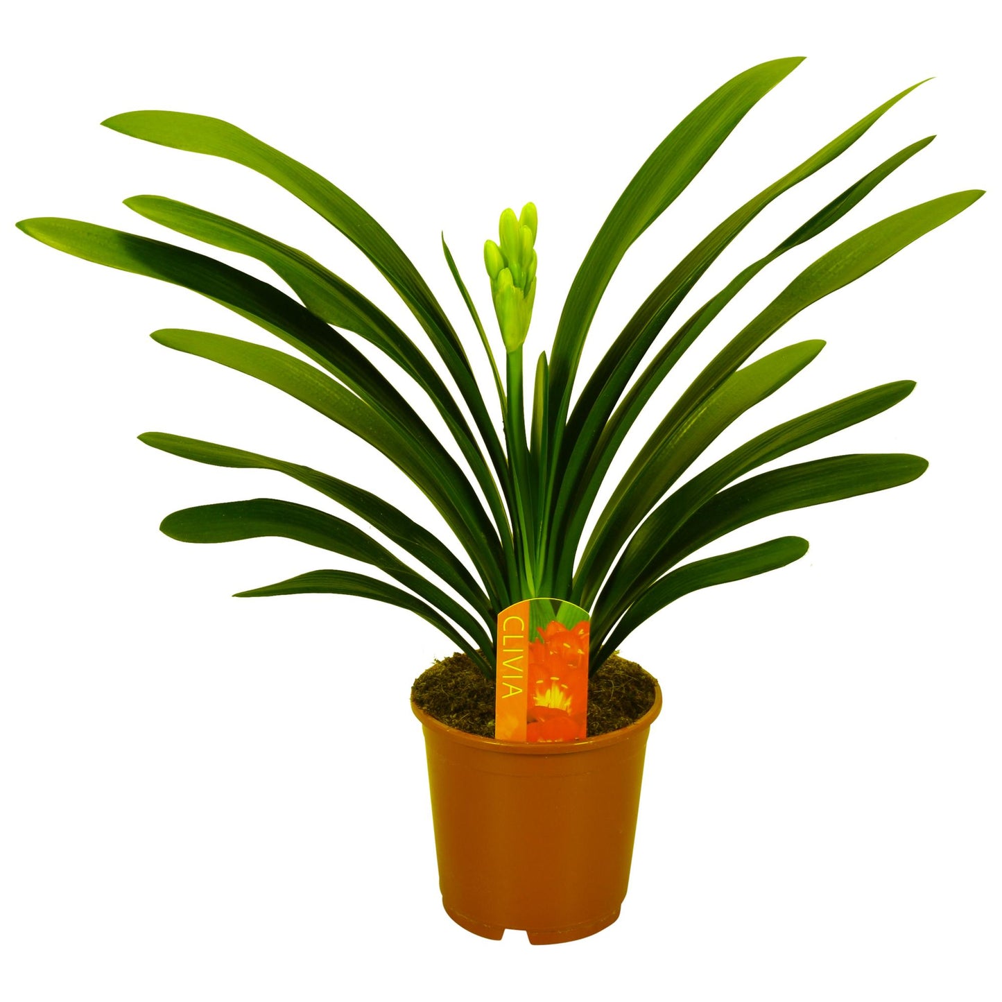 Clivia Miniata Met Etiket - Ø13cm - ↕40cm - Pflanzfix24