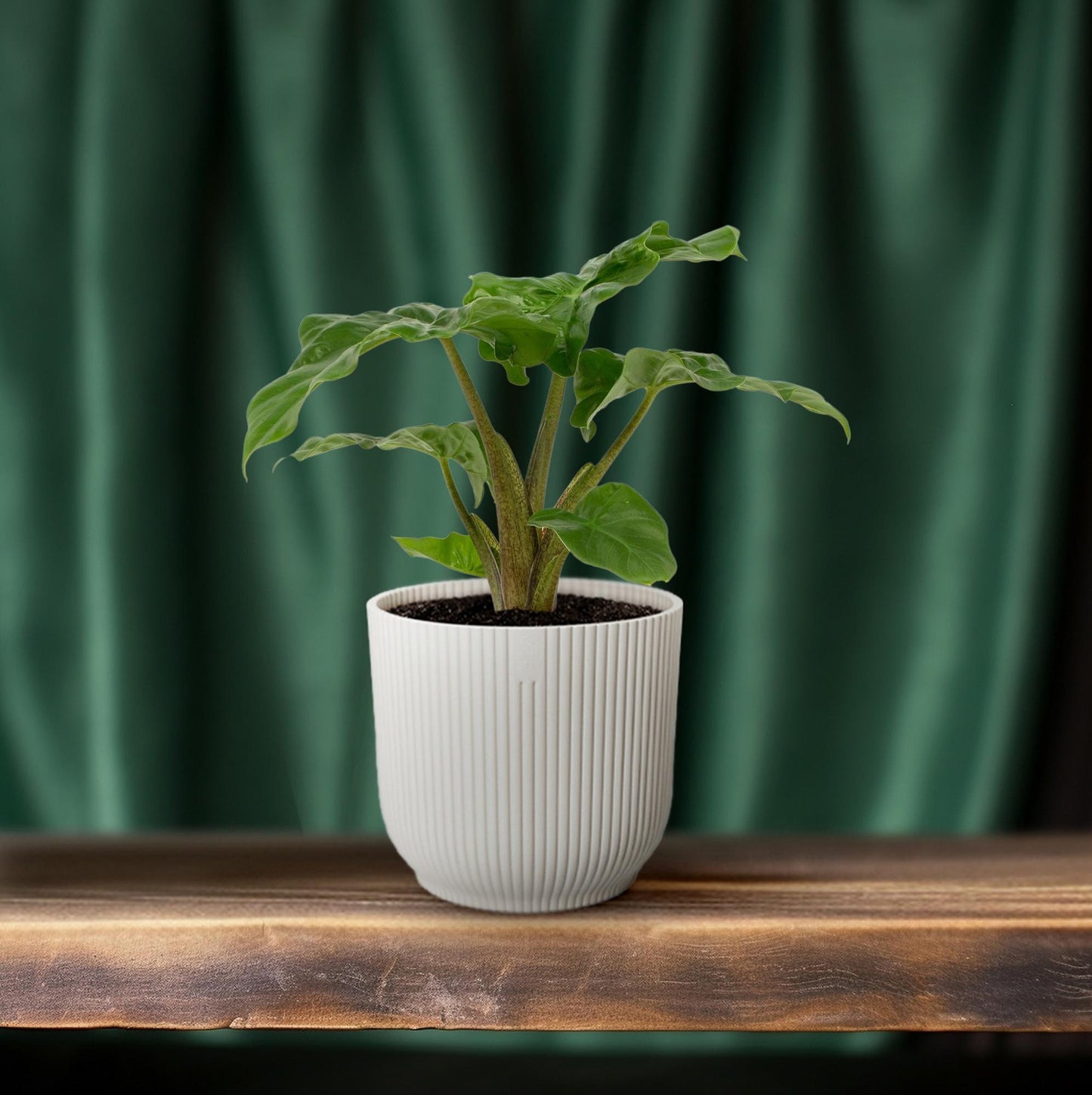 Alocasia Low Rider 12cm - Ø12cm - ↕30cm - Pflanzfix24