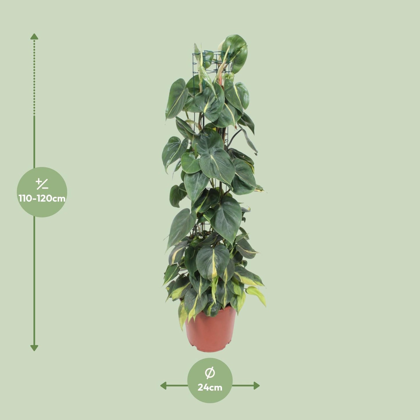 Philodendron Scandens Brasil 120cm Ø24cm | Pflanzfix24.de - Pflanzfix24.de
