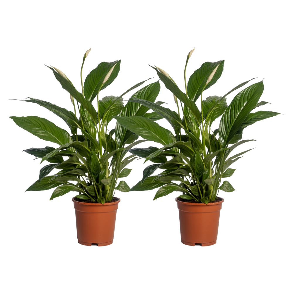 Spathiphyllum Vivaldi 2er Set Ø17cm – Friedenslilie | pflanzfix24.de - Pflanzfix24.de