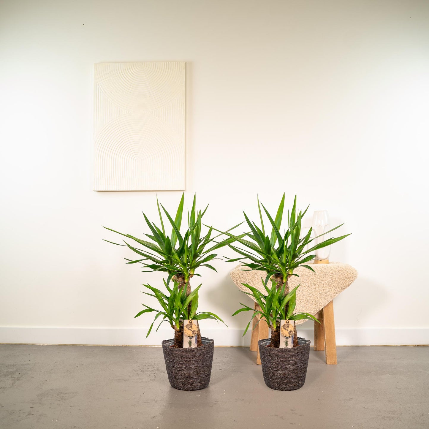 2x Yucca - ↨90cm - Ø17cm - Pflanzfix24.de - Pflanzfix24.de