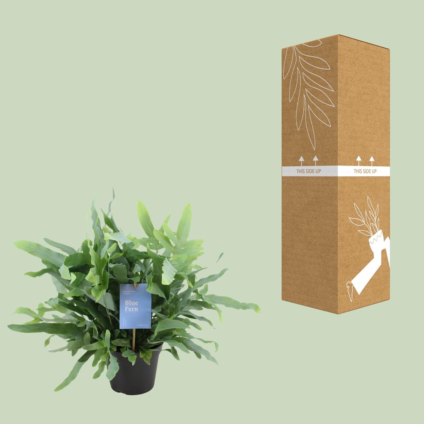 Phlebodium Blue Fern 40cm Ø14cm – Goldener Stummelfarn | Pflanzfix24.de - Pflanzfix24.de