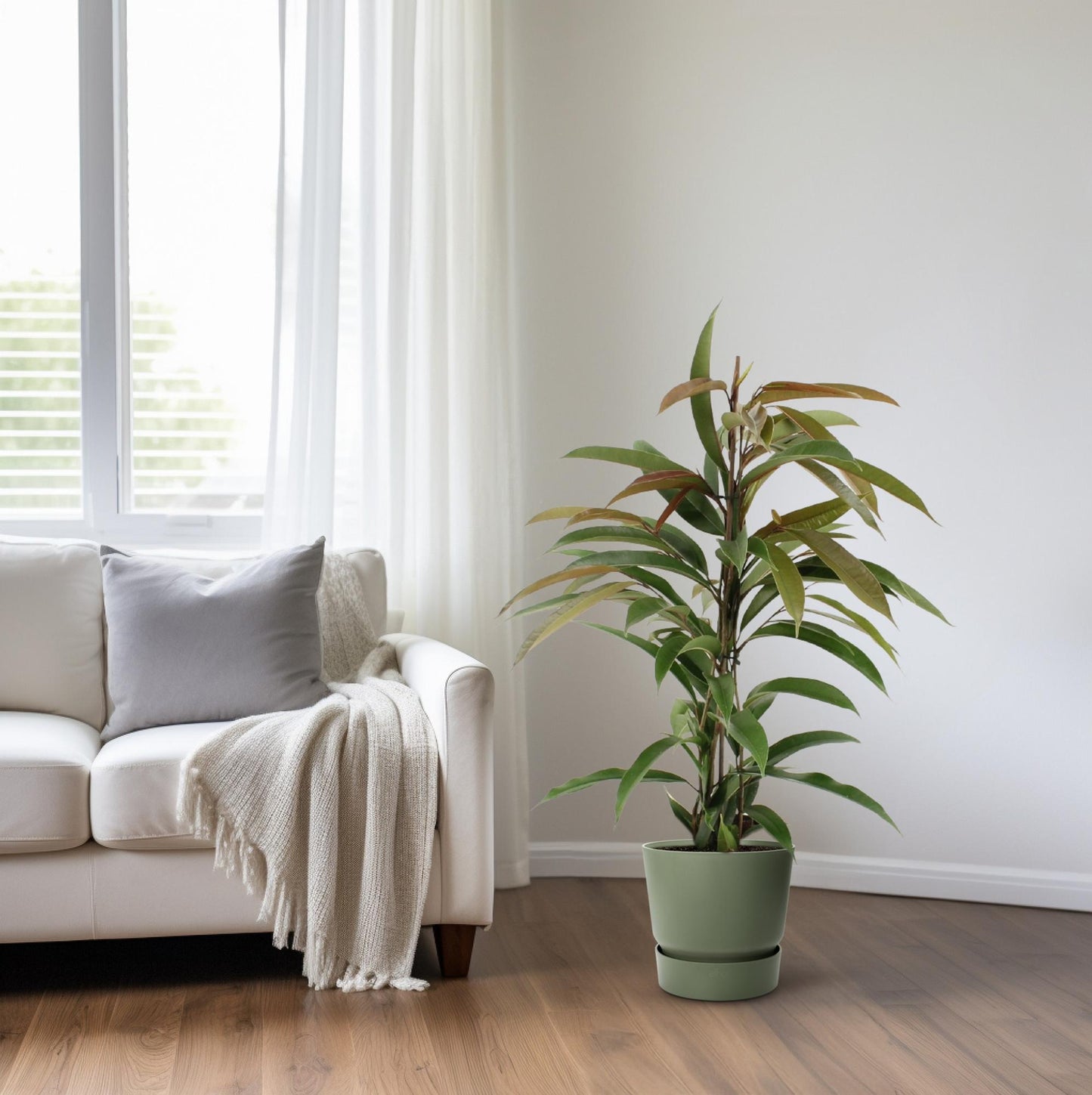 Ficus Binnendijkii Amstel King - Ø17cm - ↕70cm bei Pflanzfix24.de - Pflanzfix24.de