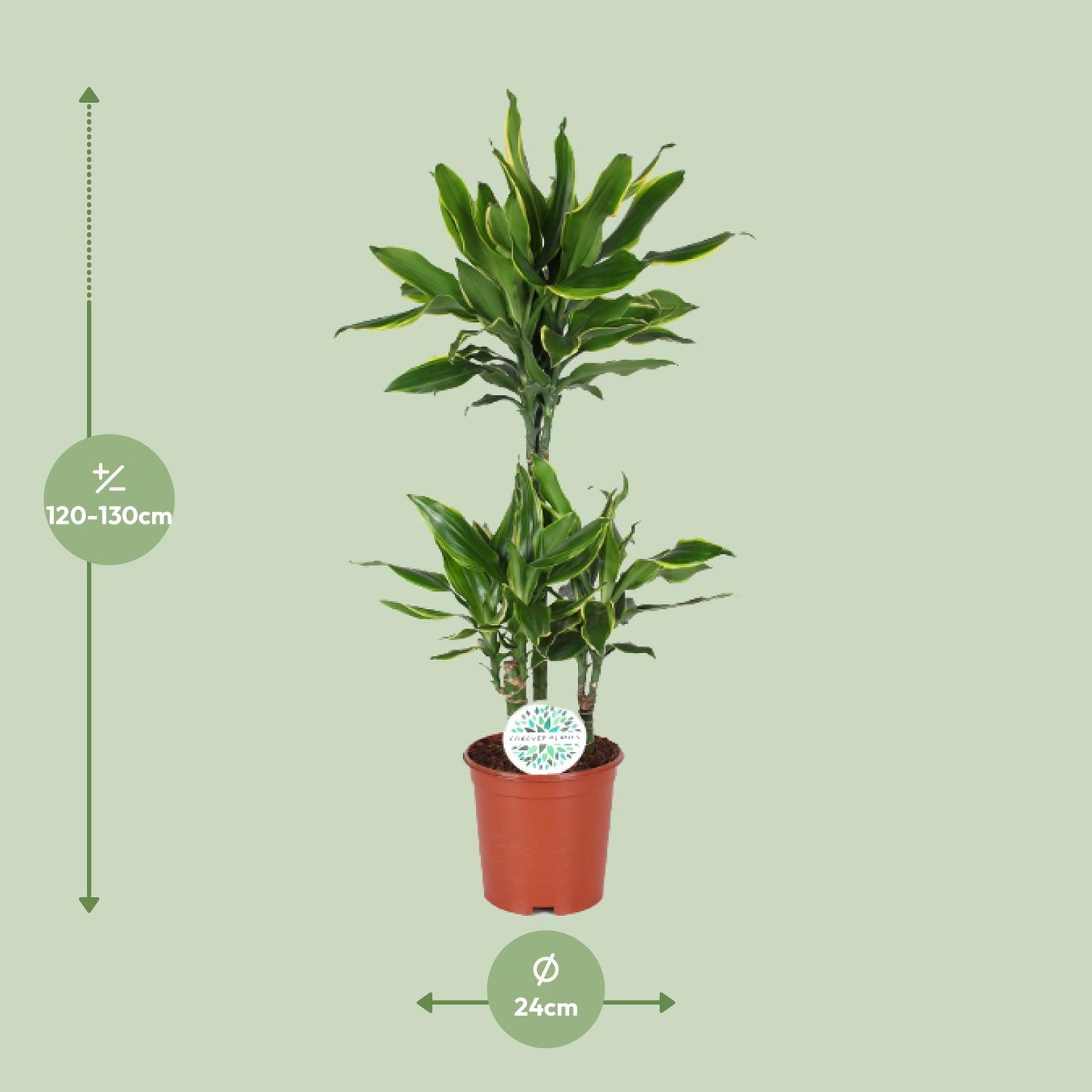 Dracaena Golden Coast - Ø24cm - ↕125cm - Pflanzfix24