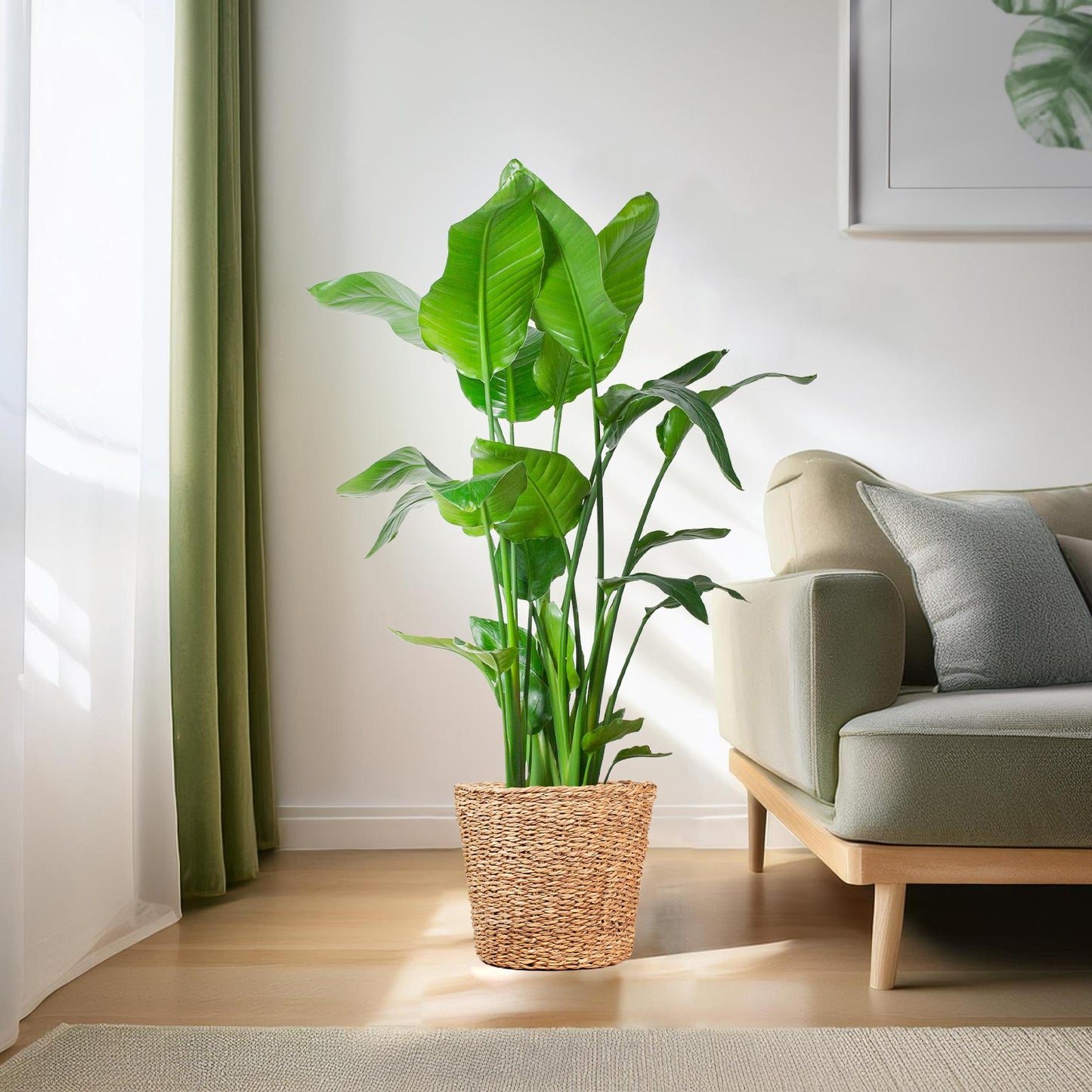 Strelitzia Nicolai XL mit Torun-Korb – 140 cm – Ø27 - pflanzfix24