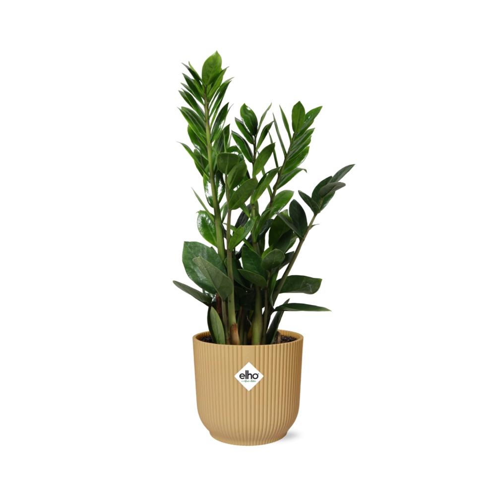 Zamioculcas ZZ-Pflanze 45–50 cm gelber Elho-Topf – Pflanzfix24
