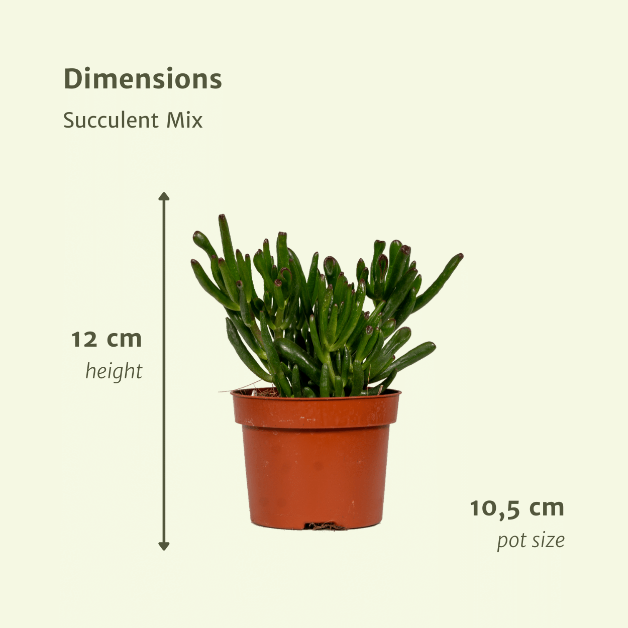 Sukkulenten Mix- 6 Stücke - Ø10,5cm - ↕12 cm bei Pflanzfix24