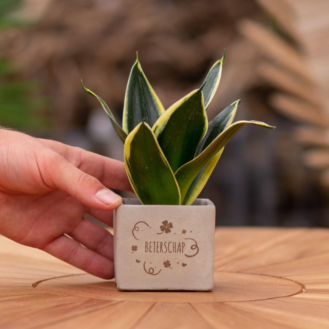 Congreet plantpots + Sansevieria | Beterschap - Pflanzfix24.de - Pflanzfix24.de
