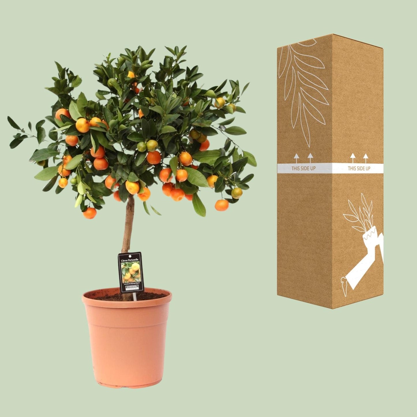 Citrus Calamondin - Ø22cm - ↕80cm - Pflanzfix24.de - Pflanzfix24.de