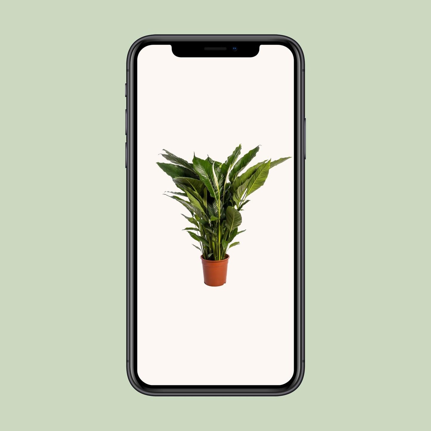 Spathiphyllum Sweet Sebastiano Ø24cm – elegante Friedenslilie | pflanzfix24.de - Pflanzfix24.de