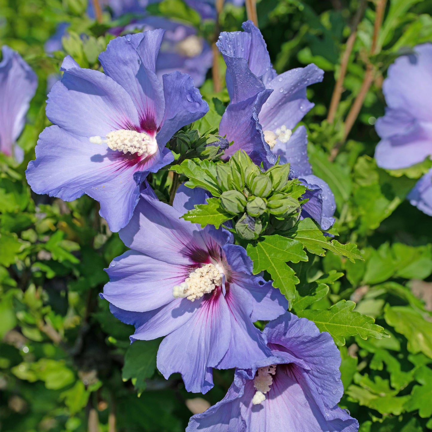 Pflanzfix24.de - Hibiscus syriacus Oiseau Blue - 1 Pflanze - Blüte Blau - Topf 17cm - Pflanzfix24.de