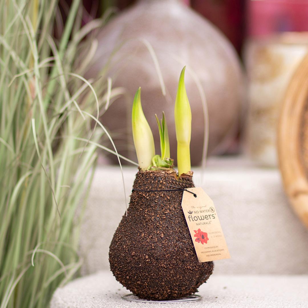 No Water Flowers® (wax amaryllis) | Naturalz Corkz Mix (3 pack) + Red flower - Pflanzfix24