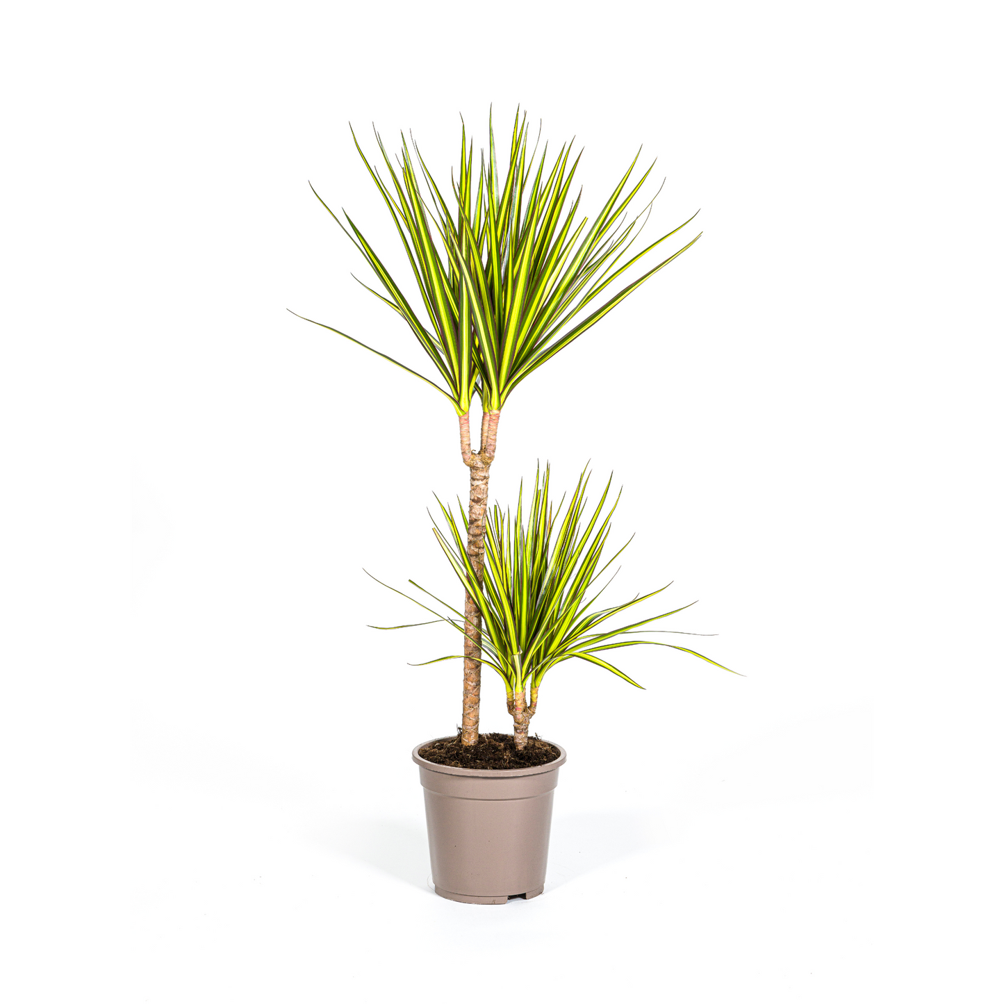 Dracaena Marginata Sunray Ø19cm - Pflanzfix24