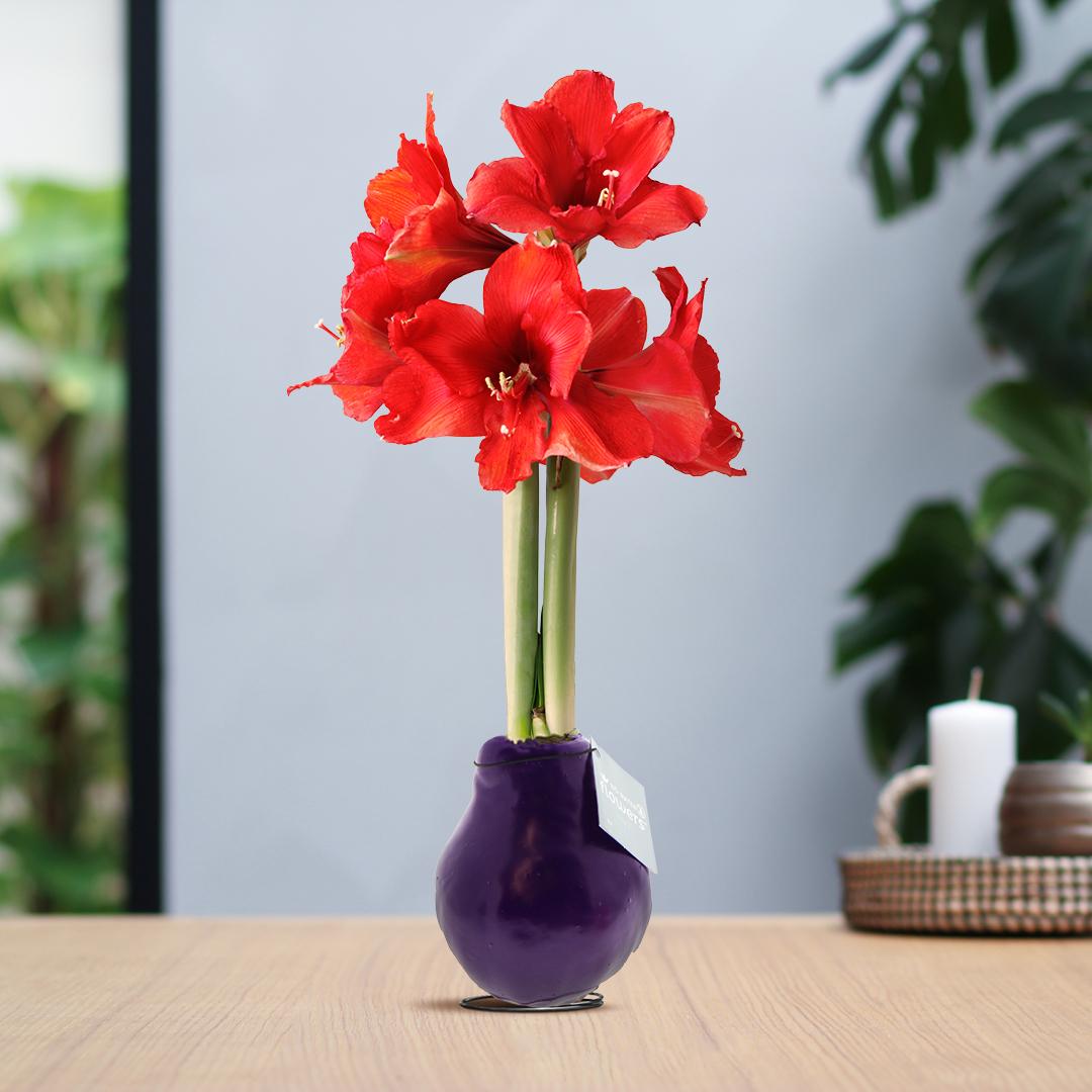 No Water Flowers® (wax amaryllis) | Waxz® Colours - Purple + Red flower - Pflanzfix24